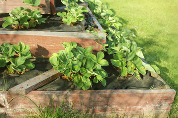 Fototapeta na wymiar Strawberries grows up in raised garden bed. Pyramid raised garden