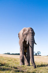 Fototapeta na wymiar African elephant facing the camera full length portrait with blue sky background