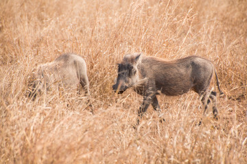 Warthog walking through grass noticing the camera, side view full length