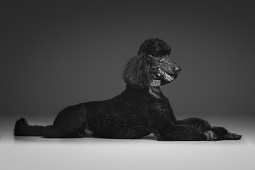 beautiful black poodle on grey background