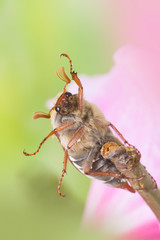 Cockchafer sitting on a pink flower