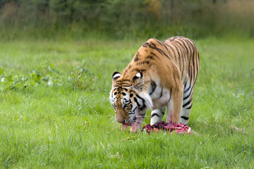 Hungry Amur tiger
