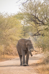 Fototapeta premium Young African elephant bull walking on dirt road facing camera with it's trunk over it's tusk, full length portrait
