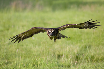 Fototapeta premium Malaysian wood owl in flight