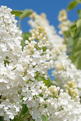 Weißer Flieder, Syringa
