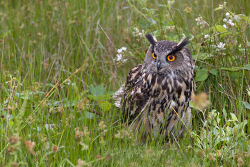 Large European Eagle Owl hiding