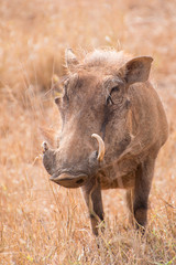 Warthog standing and looking at the camera portrait of one animal