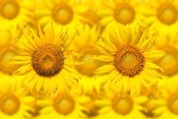 close up of a sunflower on sunflower background