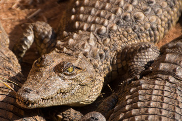 Close-up of a Nile Crocodile on the riverbank looking at camera front view