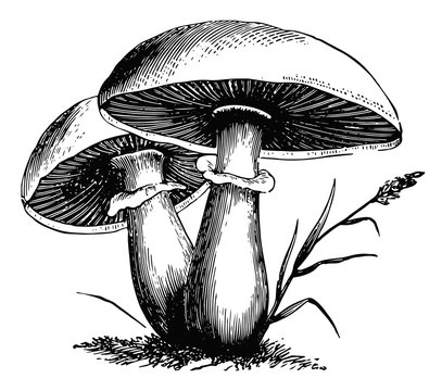 Pilze-fungi-mushrooms-vintage
