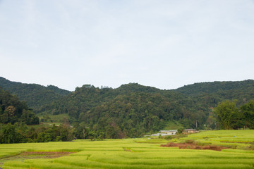 Fototapeta na wymiar Green rice field in chiangmai, thailand