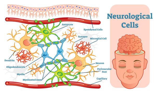 Neurological cells vector illustration diagram. Educational medical information. 
