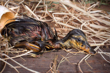 Tired duckling