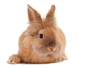 Furry brown rabbit
