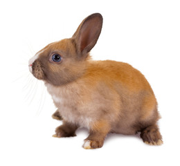 Sitting baby rabbit