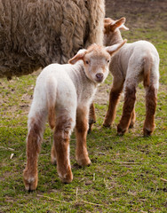 Fototapeta premium Little lambs in spring