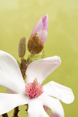 Pollen leaving magnolia flower