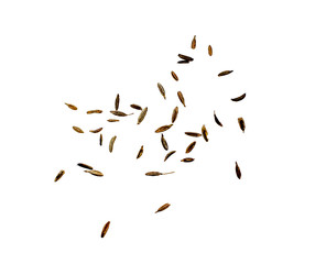Zira on a white background