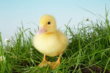 Duckling in grass