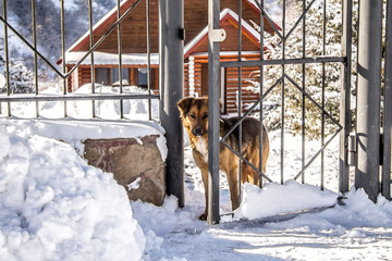 Dog near the gate guarding the house