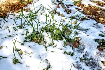 Green grass from under the snow