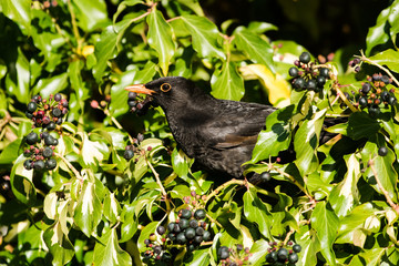 Blackbird, Turdus merula