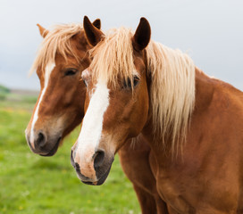 horses