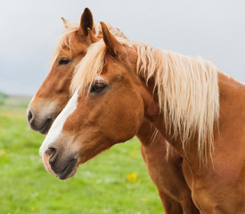 Obraz premium horses