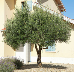 Olivier dans un jardin
