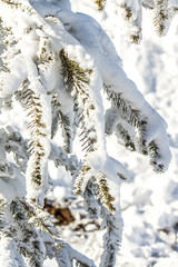 Coniferous tree in snow close-up as background
