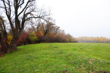 Willows and poplars tree with yellow leaves and grass glade and birch forest on the horizon, cloudy rainy sky and mist in Ukraine in autumn