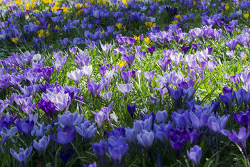 Wiese mit violetten Krokussen 