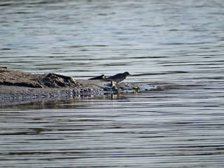 A bird drinks water from the lake