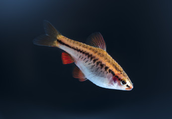 Aquarium fish, Barbus