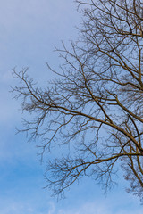 branches of trees without leaves against the blue sky