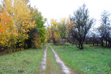 Line of yellow birches in the hills on the edge of the road, cloudy autumn sky