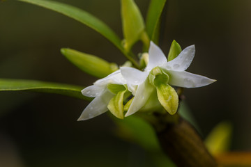 The Rough-Lipped Dendrobium blooming in Mae Hong Sorn province of Thailand