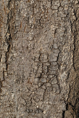 Dry tree bark with cracks