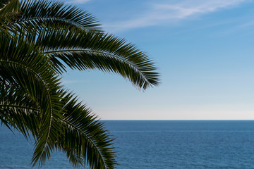 Fototapeta na wymiar Palm leaves on blue sea background