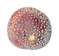 Mushroom Amanita muscaria