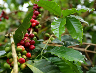 Organic Coffee Beans on a Branch
