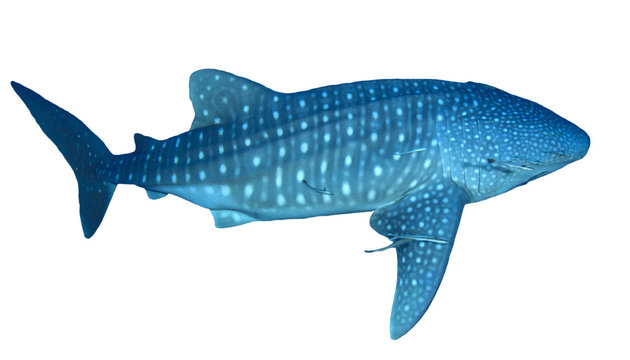 Whale Shark Isolated White Background