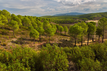 Fototapeta na wymiar Landscape in pine forests near Granadilla. Extremadura. Spain