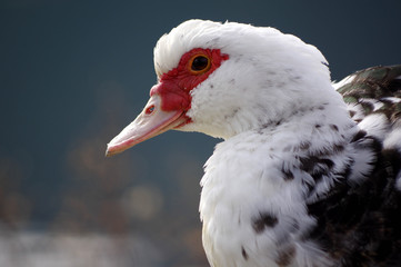 canard de barbarie
