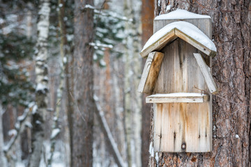 Beautiful feeder for birds and squirrels hanging on tree in winter forest