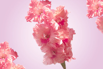 A branch of pink gladiolus on a gentle tinted background.