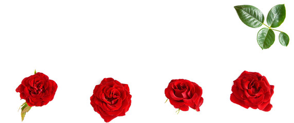 Flowers composition. Red roses isolated on white background. Free space for text.