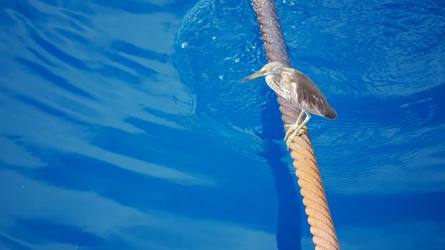 Cattle Egret (Bubulcus ibis) Bird on Anchor Wire in the middle of the ocean

