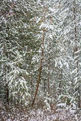 Beautiful winter forest in the Park