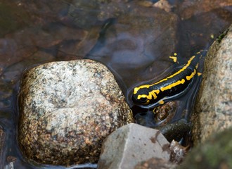 Feuersalamander (Salamandra salamandra terrestris) sitzt am Ufer der Ilse im Wasser, Frühjahr, laichen, Harz, Ostharz, Sachsen-Anhalt, Deutschland, Europa 